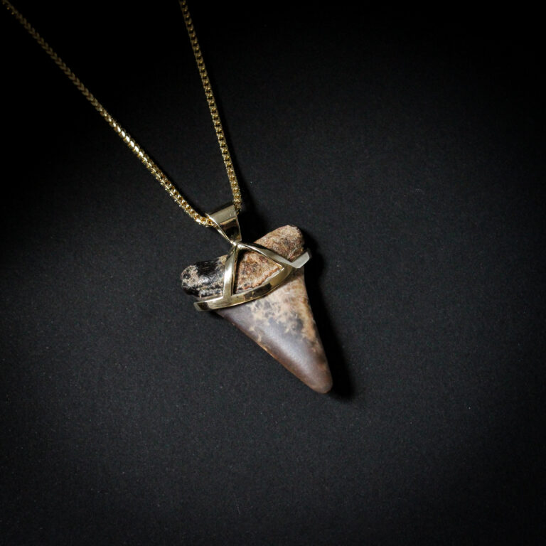 Great white shark tooth pendant set in a custom 9k yellow gold mount on a gold chain